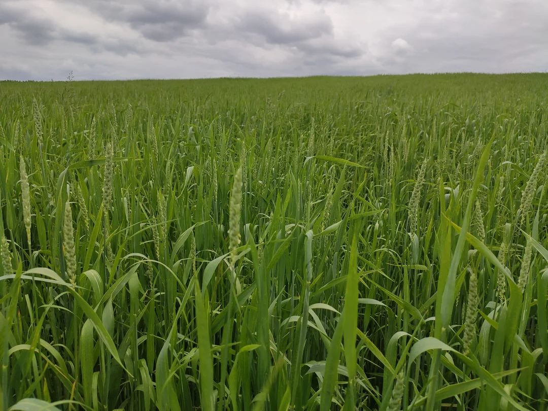 Champ de céréales bio à la ferme Borisensia