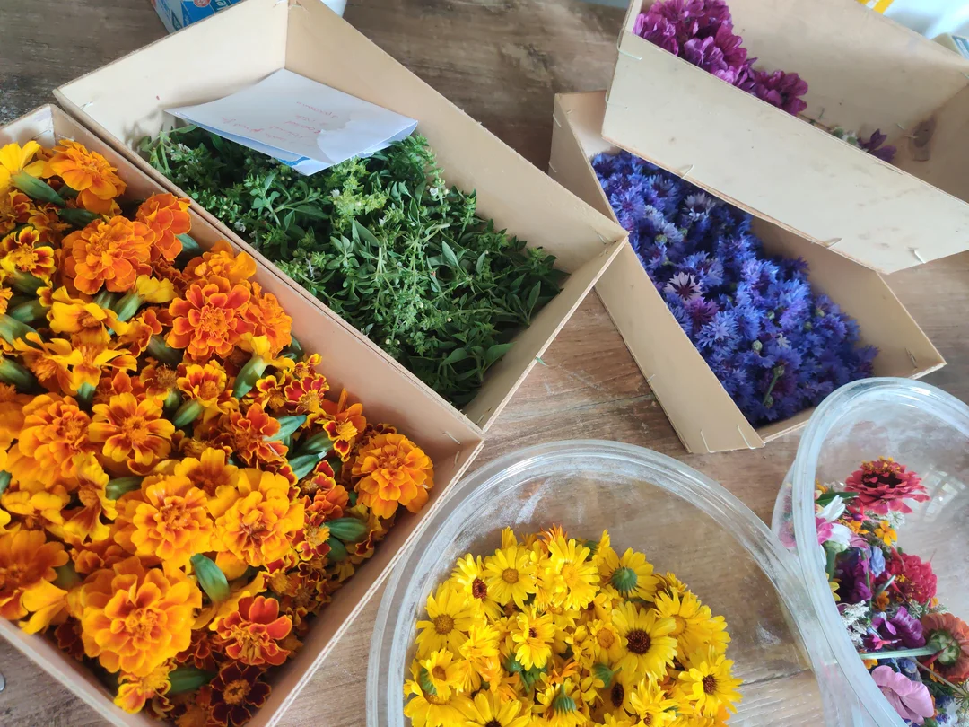 Gros plan sur une fleur comestible du jardin